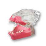 Feline Epoxy Teeth - Complete Set
